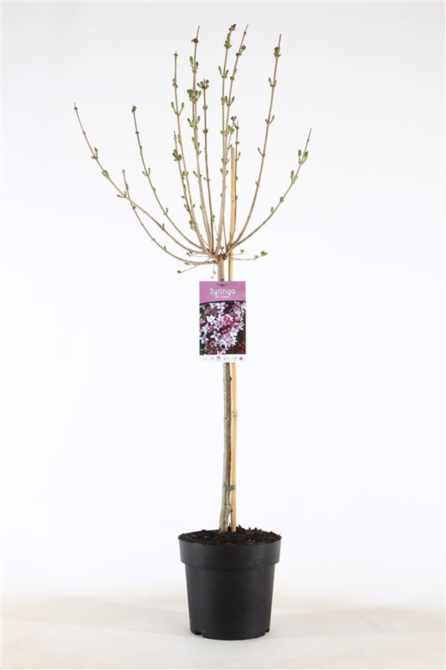 Syringa meyeri 'Palibin' - 60 CM Stem C3